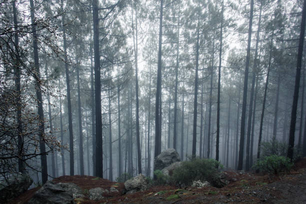 istock Wet atmosphere in woodland background area 958073850