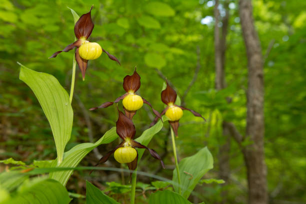 istock Cypripedium calceolus is a lady's-slipper orchid 958074332