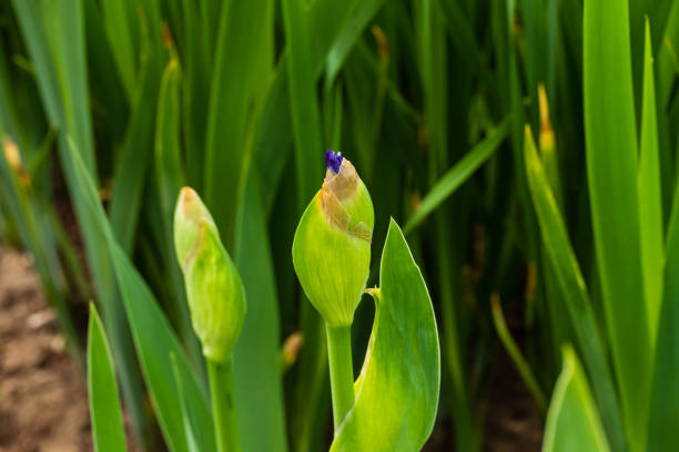istock signs of spring are the first iris blossoms peaking out 958075374