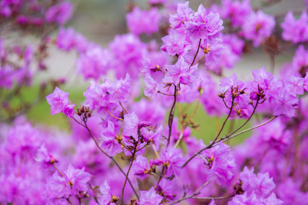 Fiore primaverile viola - foto stock