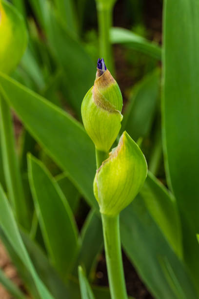 istock signs of spring are the first iris blossoms peaking out 958075752
