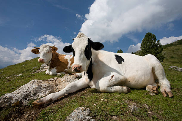 Relaxed cows  sleeping cow stock pictures, royalty-free photos & images