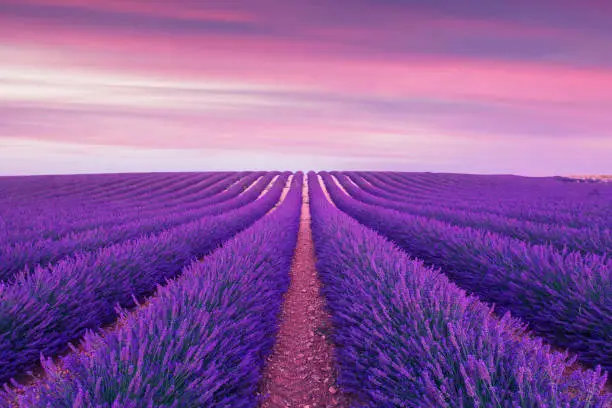 Photo of Violet  lavender bushes.Beautiful colors purple lavender fields near Valensole, Provence