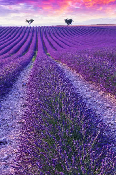 Violet  lavender bushes.Beautiful colors purple lavender fields near Valensole, Provence in France, Europe
