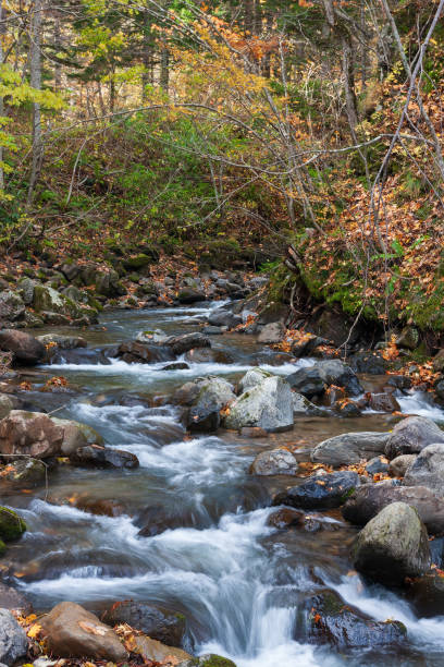 stream and autumn leaves - hokkaido japan stream forest imagens e fotografias de stock
