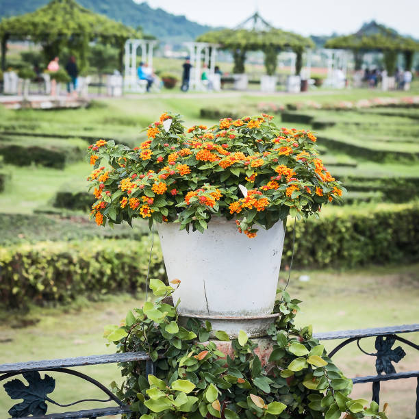 Lantana camara plant in clay pot on the terrace.