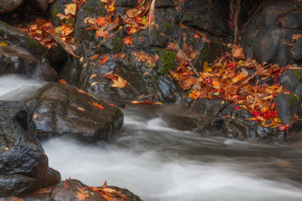 stream and autumn leaves - hokkaido japan stream forest imagens e fotografias de stock