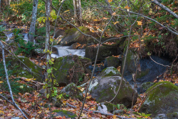 stream and autumn leaves - hokkaido japan stream forest imagens e fotografias de stock