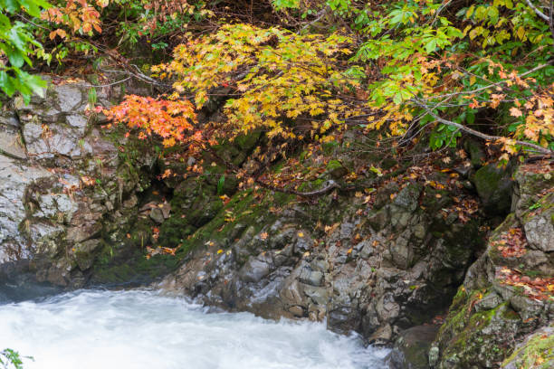 stream and autumn leaves - hokkaido japan stream forest imagens e fotografias de stock