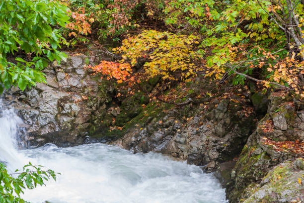 stream and autumn leaves - hokkaido japan stream forest imagens e fotografias de stock