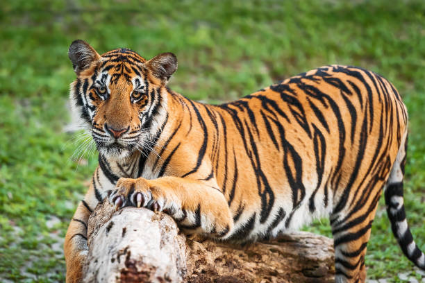 istock Close up Indochinese tiger. 958082542