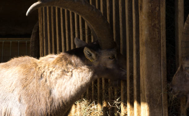 istock Chamois in the Zoo 958086274