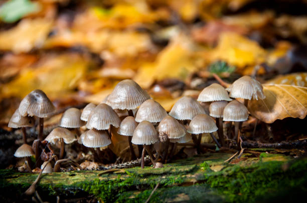 istock close-up mushrooms in woods 958091380