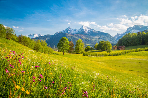 istock Idyllic mountain scenery in the Alps with blooming meadows in springtime 958091828