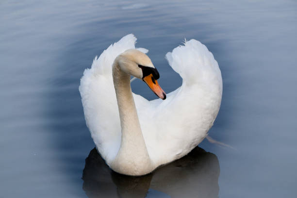 белый лебедь на озере - water surface standing water swan mute swan стоковые фото и изображения