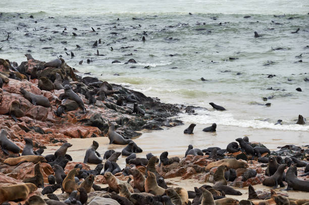 istock Colony of fur seals in Namibia 958092486