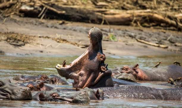 istock Hippo in water with wide open mouth. 958092546