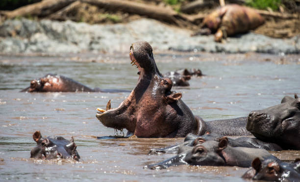 istock Hippo in water with wide open mouth. 958092602