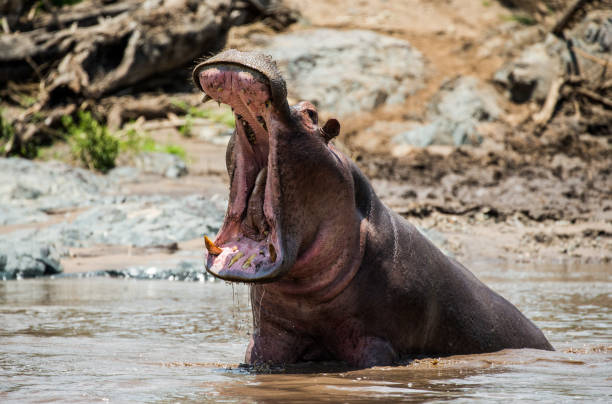 istock Hippo in water with wide open mouth. 958092648