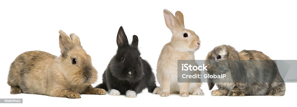 Gruppo di conigli coniglietto, Fotografia da studio - Foto stock royalty-free di Coniglio - Animale