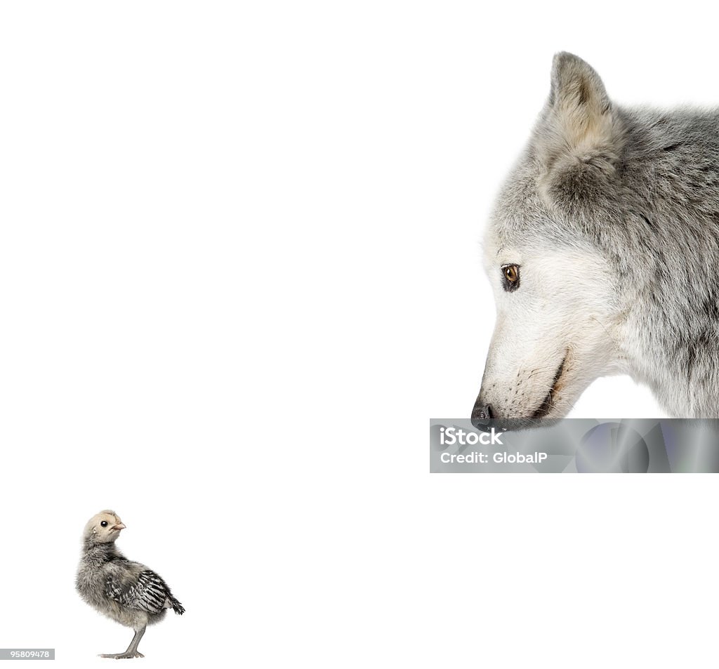 Mackenzie Valley Wolf looking at a chick, studio shot  Chicken - Bird Stock Photo