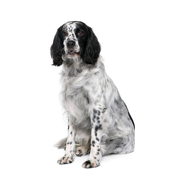 istock Front view of sitting Black and white bastard dog 95809497