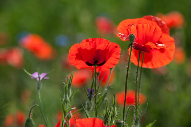 istock poppies in a meadow at spring 958095234