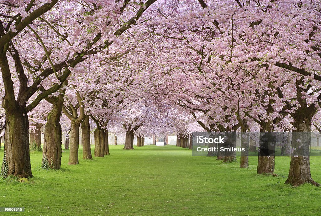 Cherry blossoms plenitude Rows of beautifully blossoming cherry trees on a green lawn Blossom Stock Photo