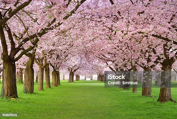 Kirschblüten Plenitude - Fotografias de stock e mais imagens de Ao Ar Livre - Ao Ar Livre, Cabeça de Flor, Cor de rosa