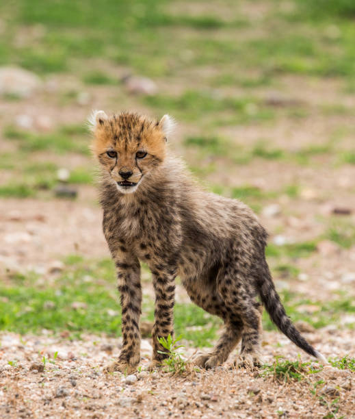 istock Cheetahs  cub in Serengeti national park. 958095884