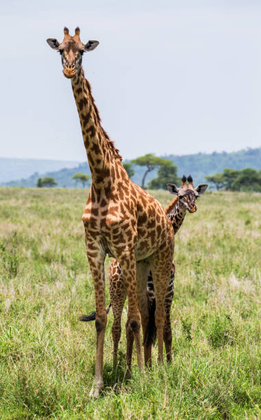 istock Giraffe with a baby in the savannah. 958096030