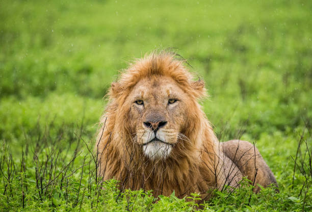 istock Big male lion lying in the grass. 958096500