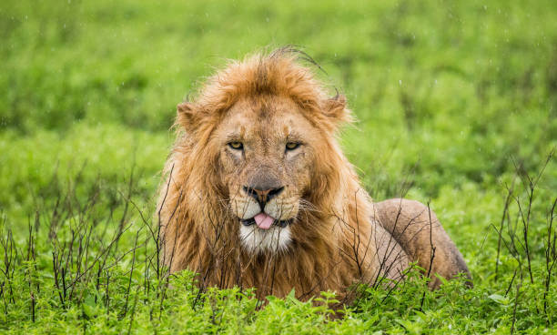 istock Big male lion lying in the grass. 958096516