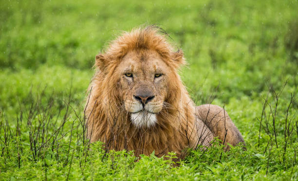 istock Big male lion lying in the grass. 958096534