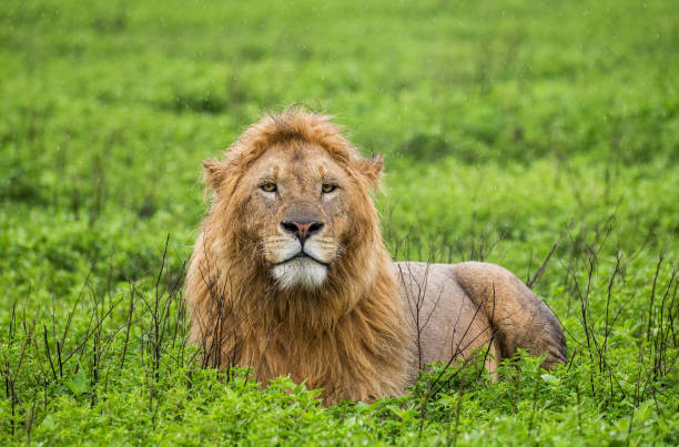 istock Big male lion lying in the grass. 958096632