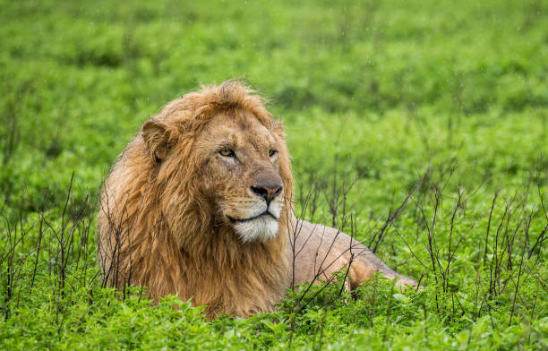 istock Big male lion lying in the grass. 958096638