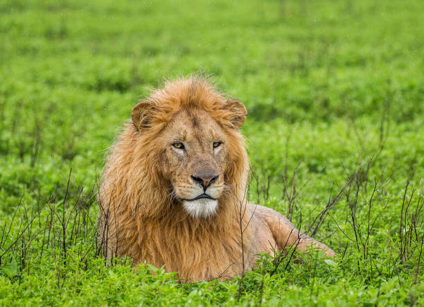 istock Big male lion lying in the grass. 958096950