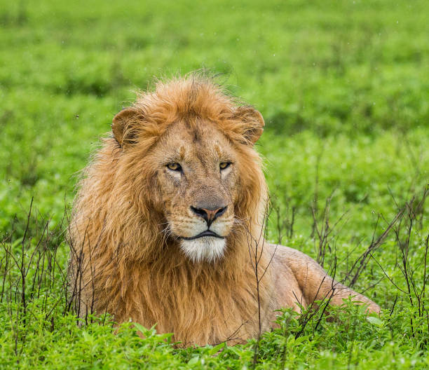 istock Big male lion lying in the grass. 958096990