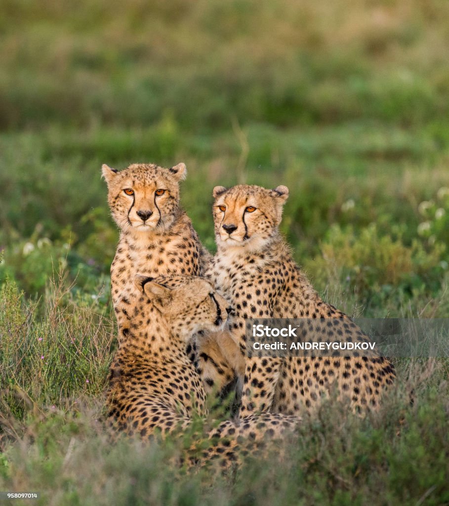 Ba Con Báo Trưởng Thành Trong Vườn Quốc Gia Serengeti Hình ảnh Sẵn ...