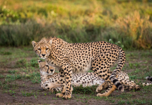 istock Two cheetah in the savanna. 958097226