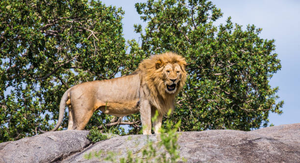 istock Big male lion on a big rock. 958097378