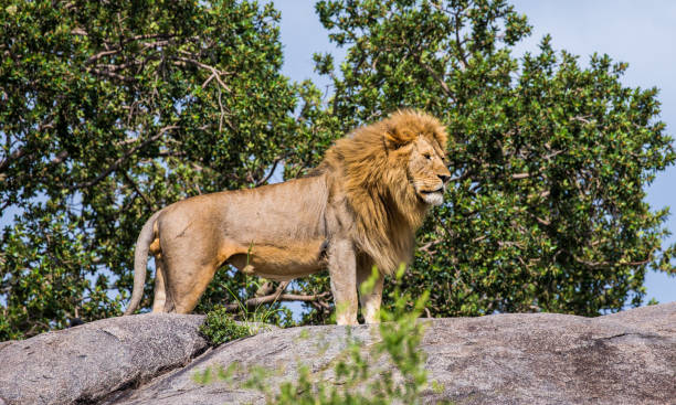 istock Big male lion on a big rock. 958097446
