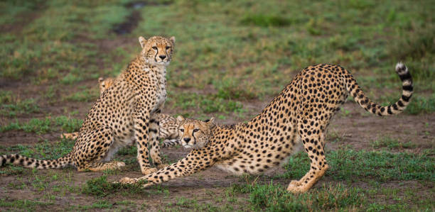 istock Two cheetah in the savanna. 958097456