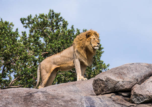 istock Big male lion on a big rock. 958097460