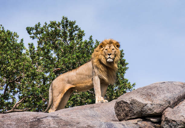 istock Big male lion on a big rock. 958097506