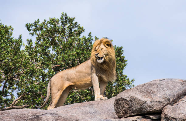 istock Big male lion on a big rock. 958097534