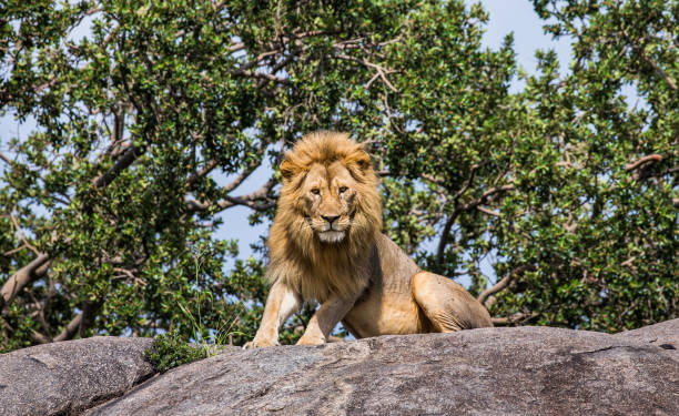 istock Big male lion on a big rock. 958099258