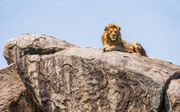 istock Big male lion on a big rock. 958099818
