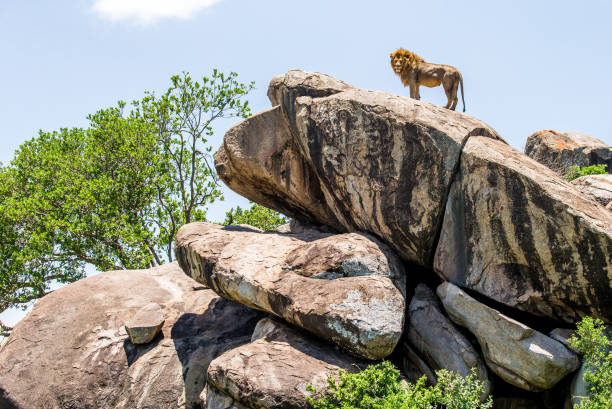 istock Big male lion on a big rock. 958100074