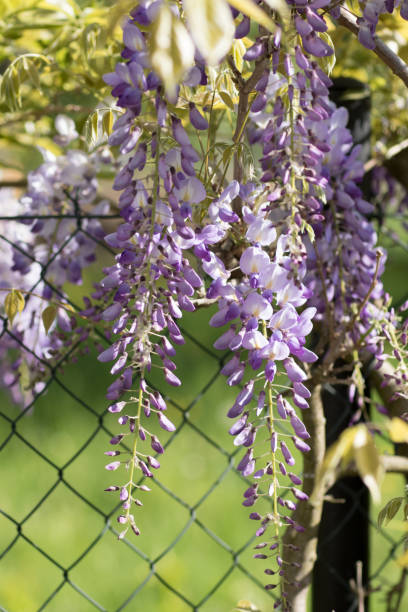 istock Blue Wisteria in spring 958100112